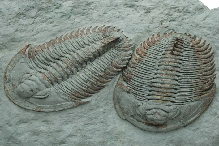 Pair Of Large Lower Cambrian Trilobites (Longianda) - Issafen, Morocco #233132